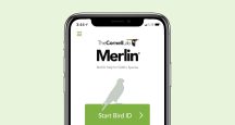 Merlin Bird ID